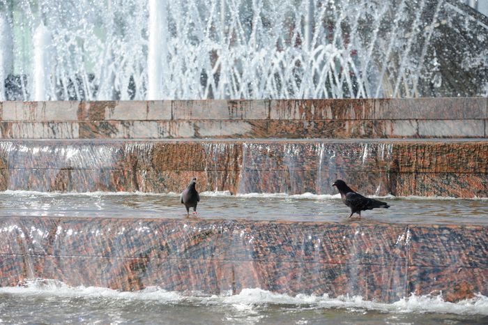 Жара в Москве