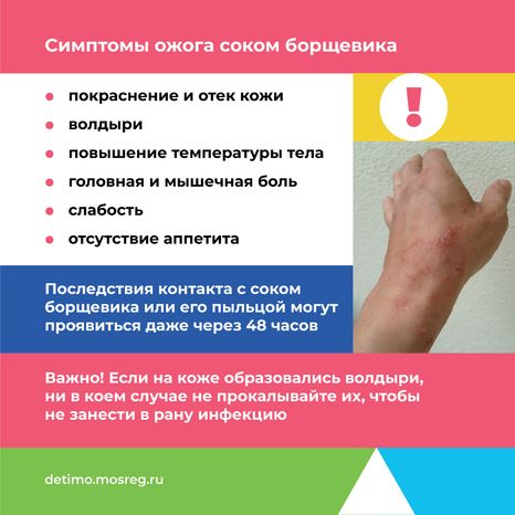 Квадрат_Борщевик Сосновского_05.png