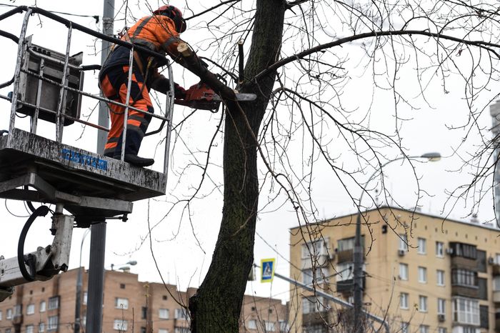 Обрезка тополей в Москве