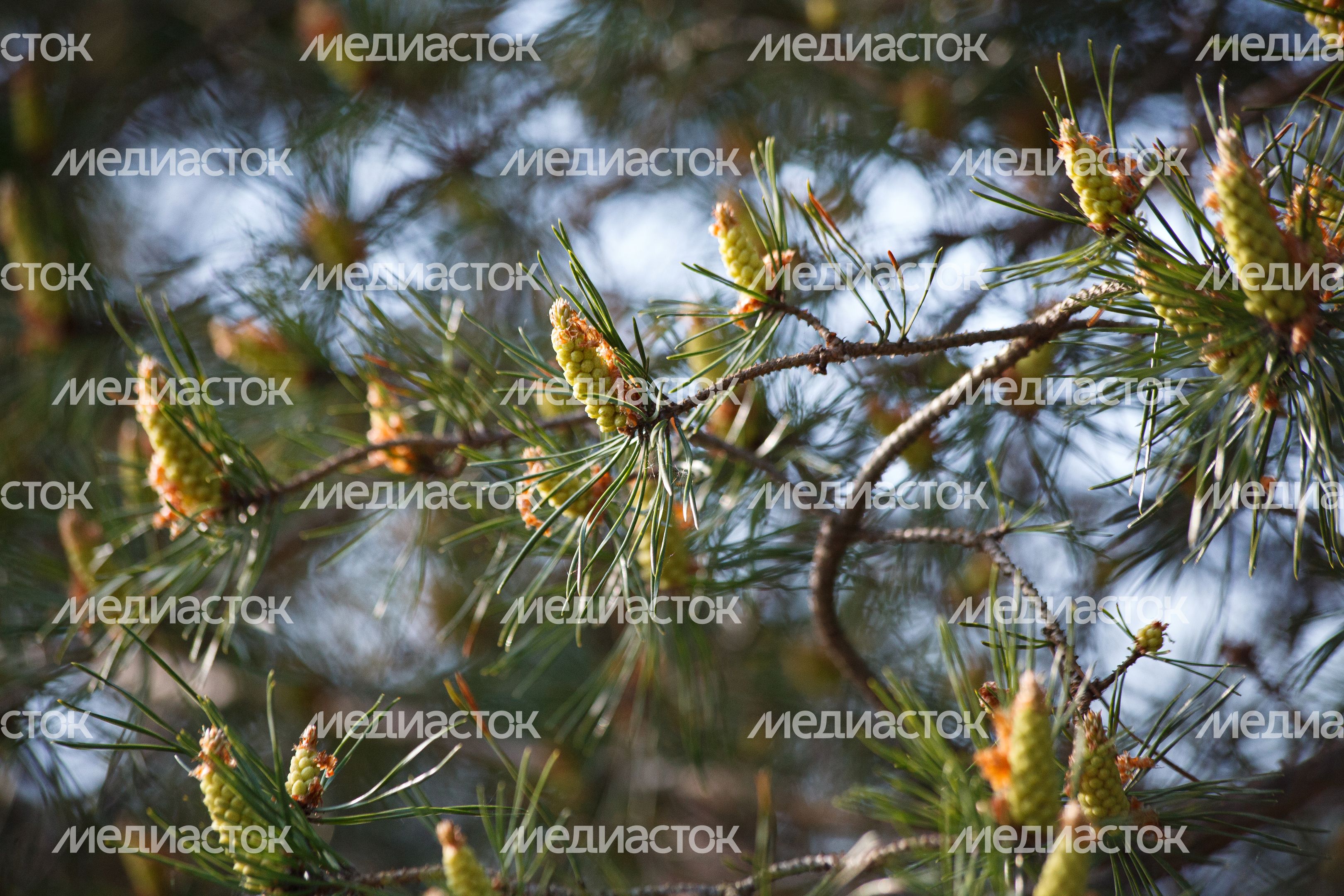 Природа Подмосковья: молодые шишки на ели Природа Подмосковья: молодые шишки на ели