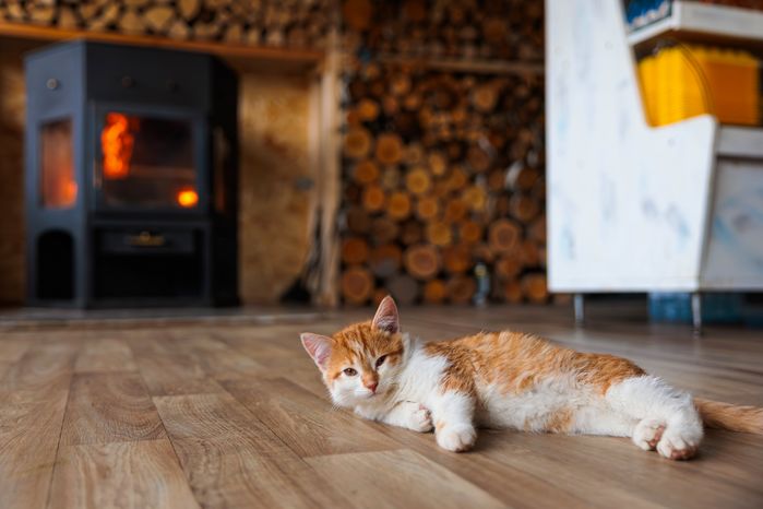 Котенок лежит на полу