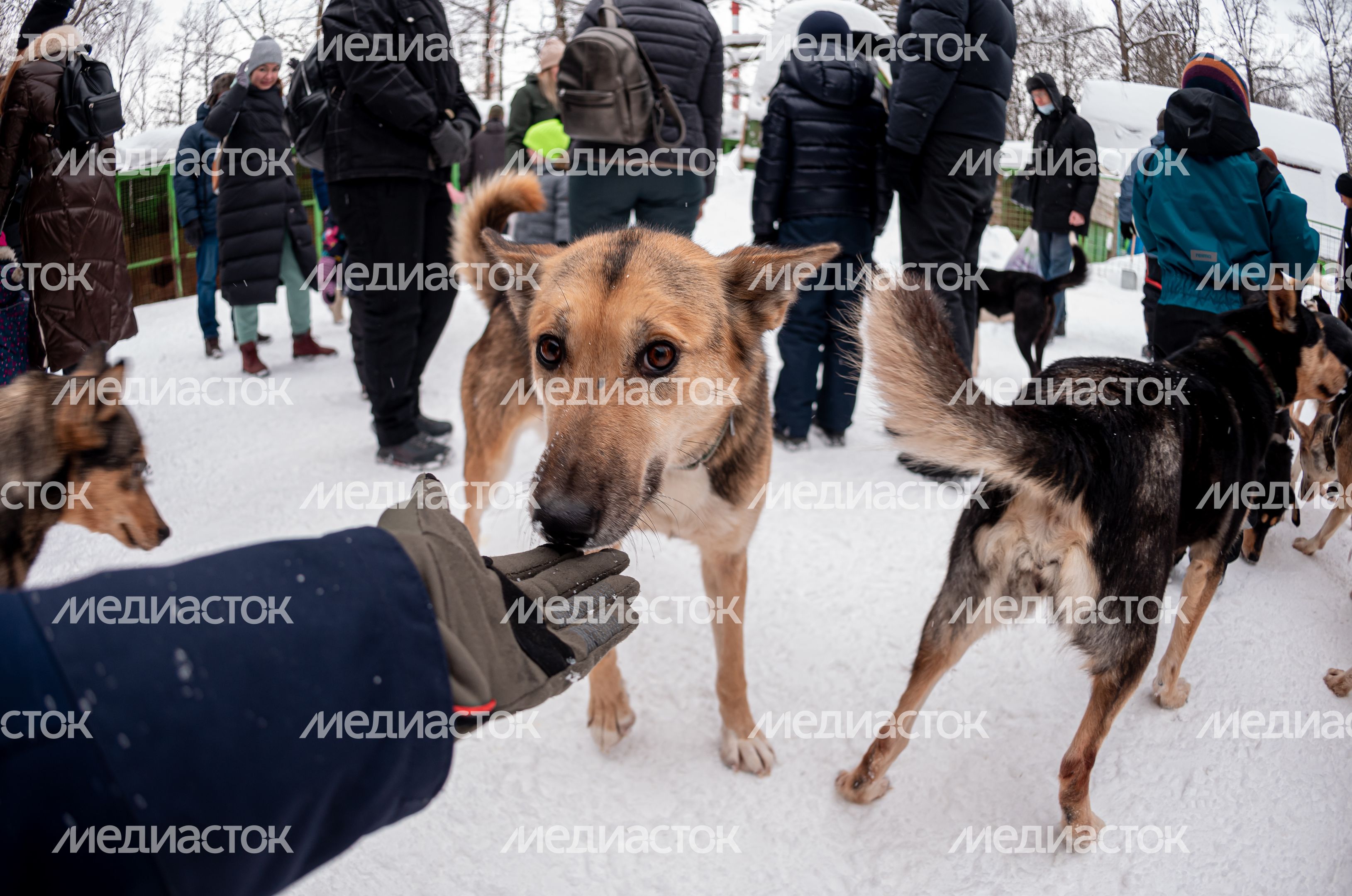 Зима в питомнике ездовых собак Северный