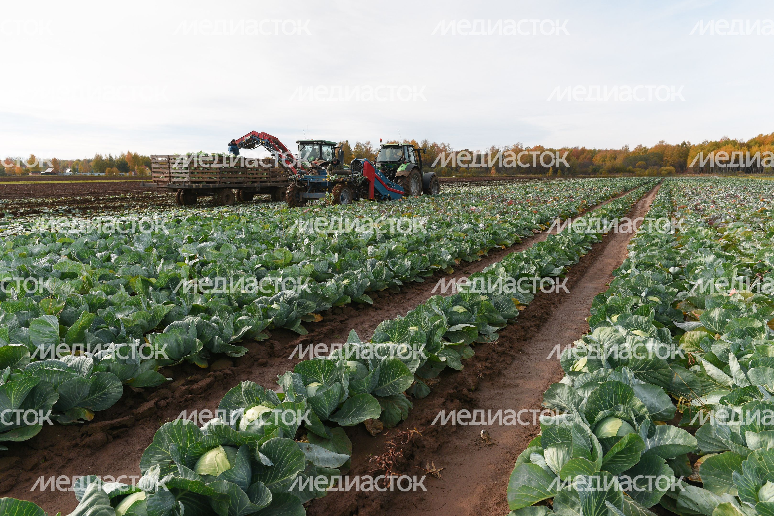 Сбор урожая капусты в Подмосковье