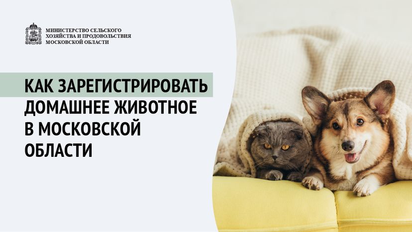 Зарегистрировать домашнее животное ред 2-горизонталь-01.png