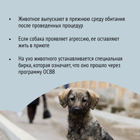 Безнадзорные животные