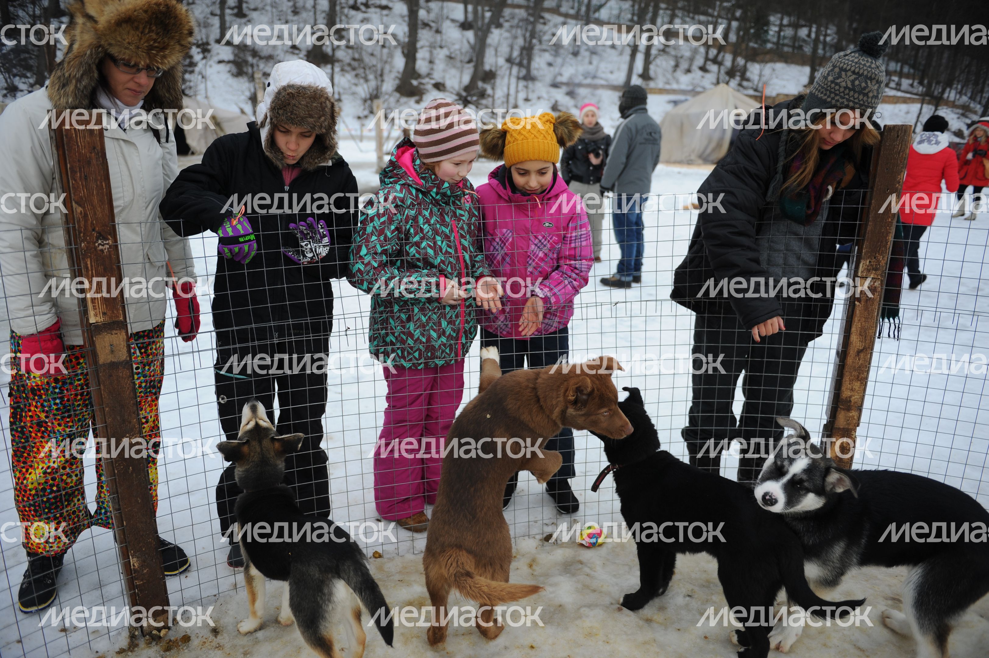 Эко Хаски Парк в Одинцовском районе Эко Хаски Парк в Одинцовском районе