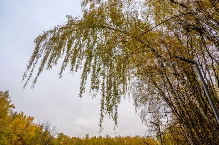 Деревья пожелтели в парке «Апаринки» осенью в городе Видное Ленинского округа