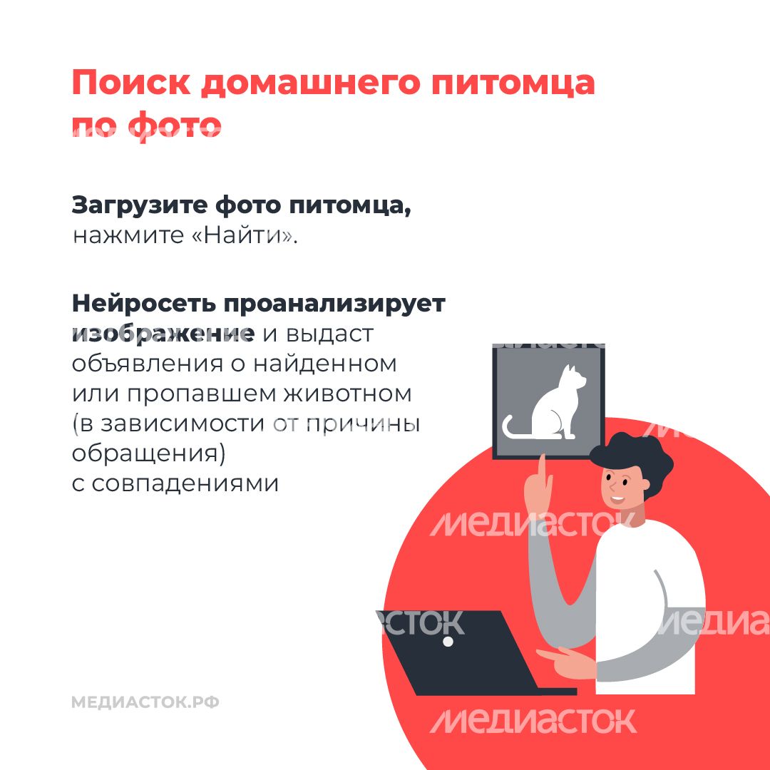 Домашние животные квадрат 04