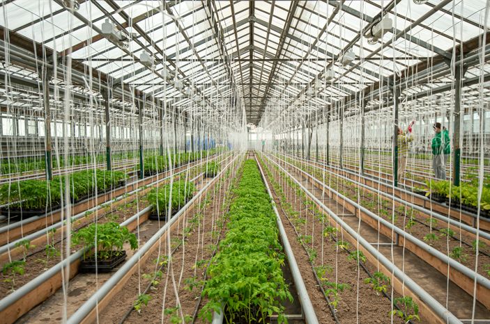 Теплицы крупного семеноводческого агропромышленного комплекса ООО «Агрофирма Партнер»