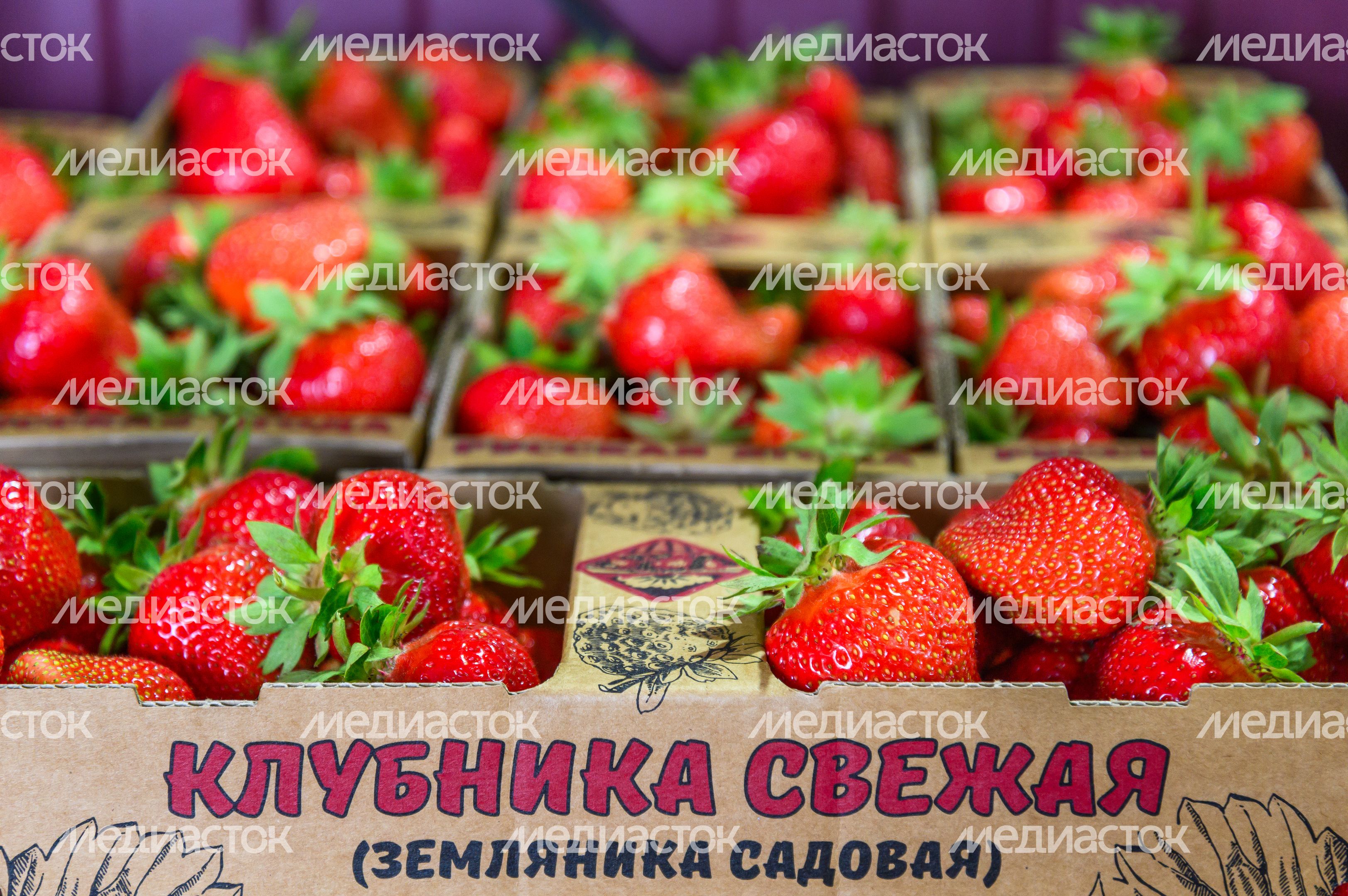 Луховицкая клубника на полях ООО "Русская ягода"