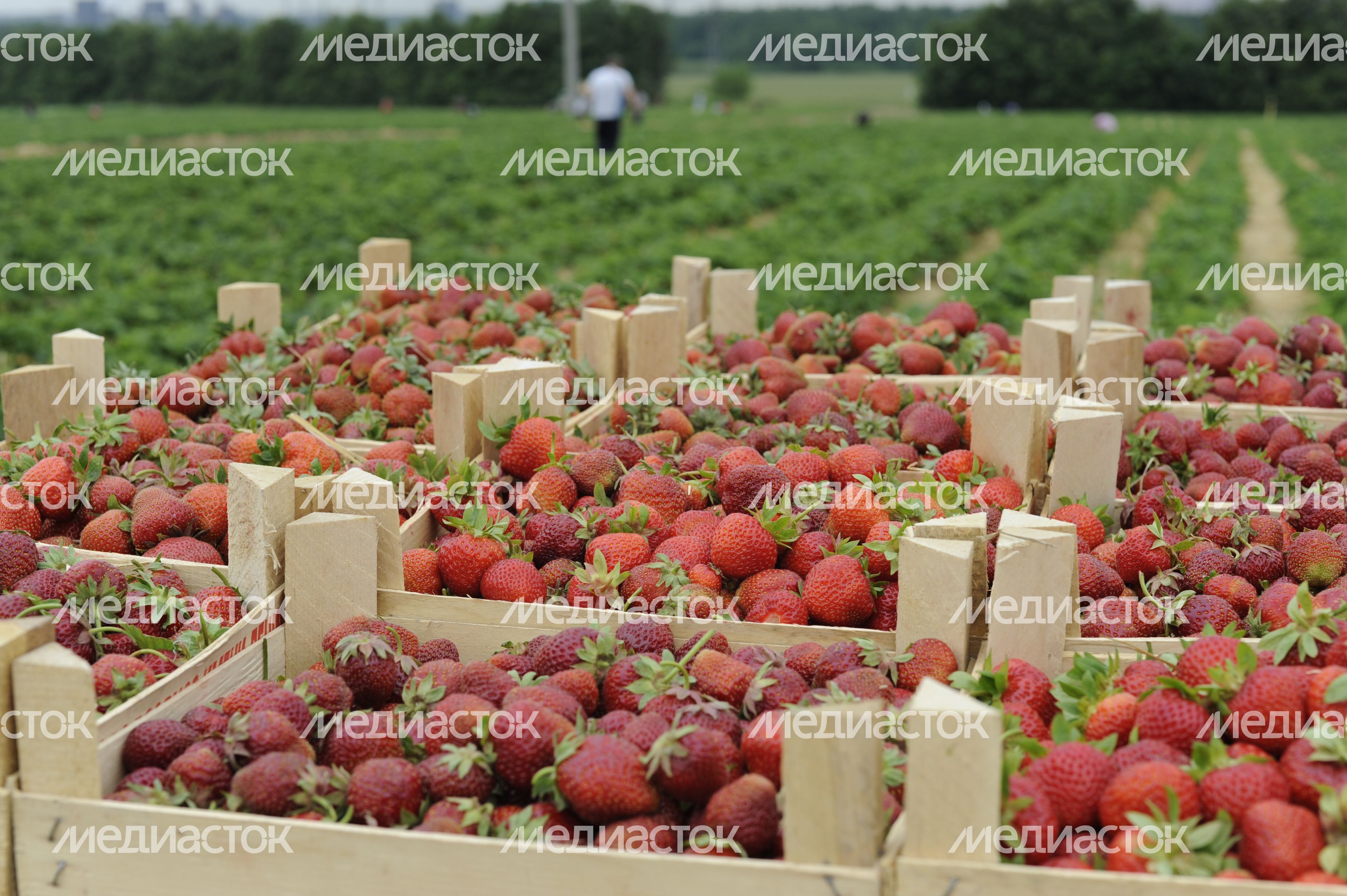 Сбор клубники в совхозе имени Ленина