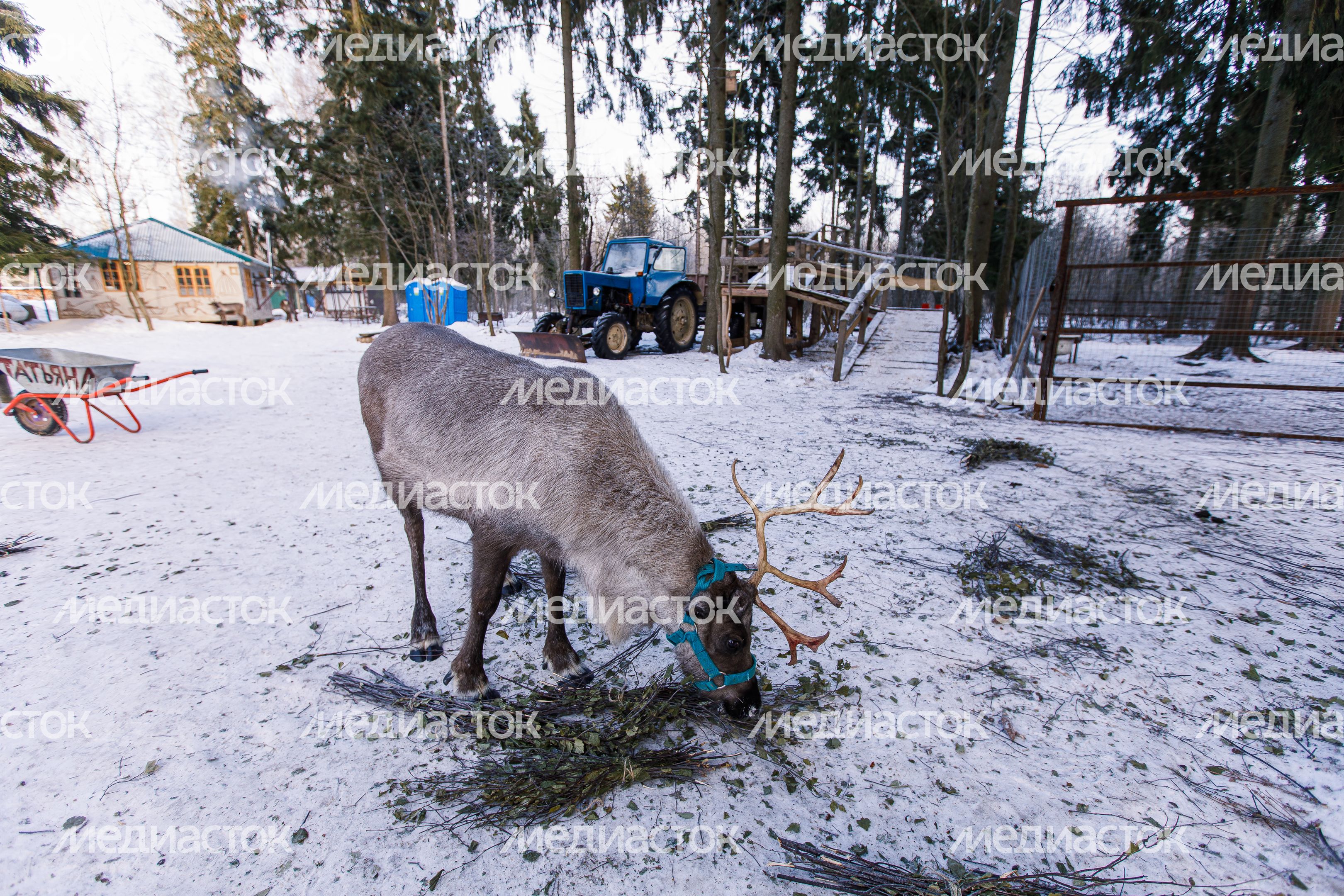 Оленья ферма ZooОleni в Рузском округе