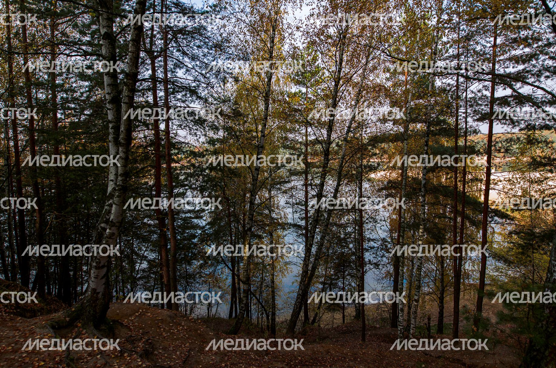 Осенние виды Томилинского лесопарка