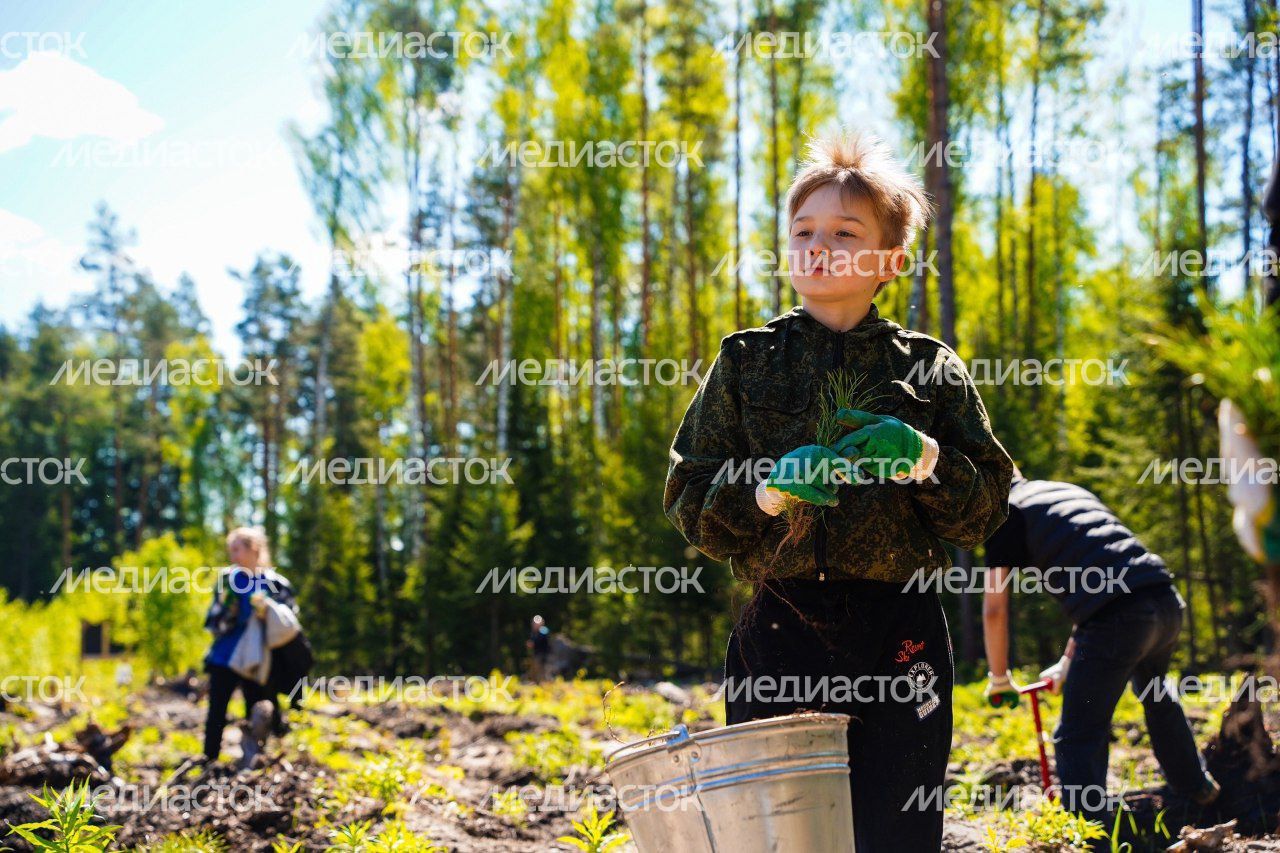 Настроение "Лес Будущего"-2024