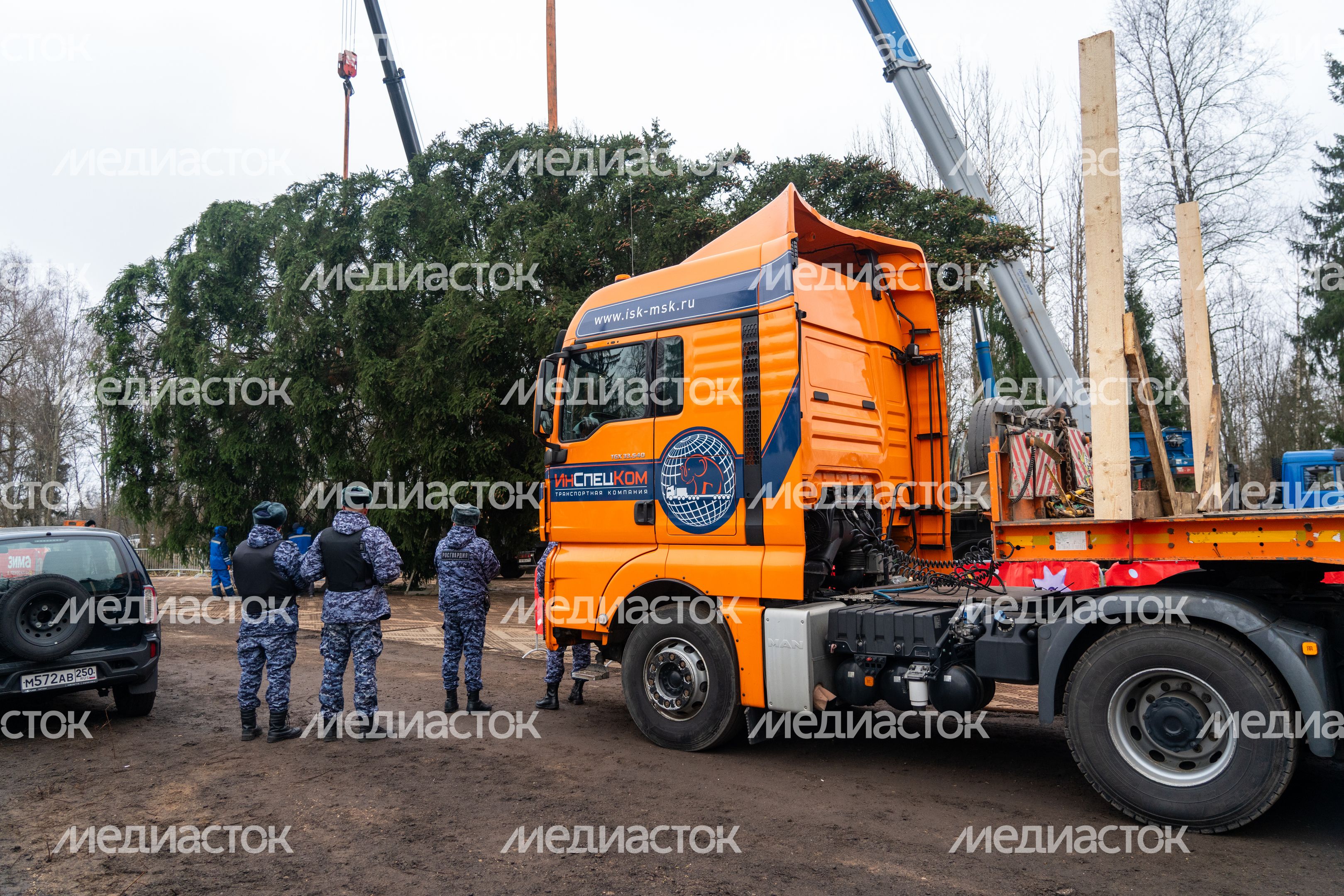 Главную новогоднюю елку страны спилили в Рузском округе