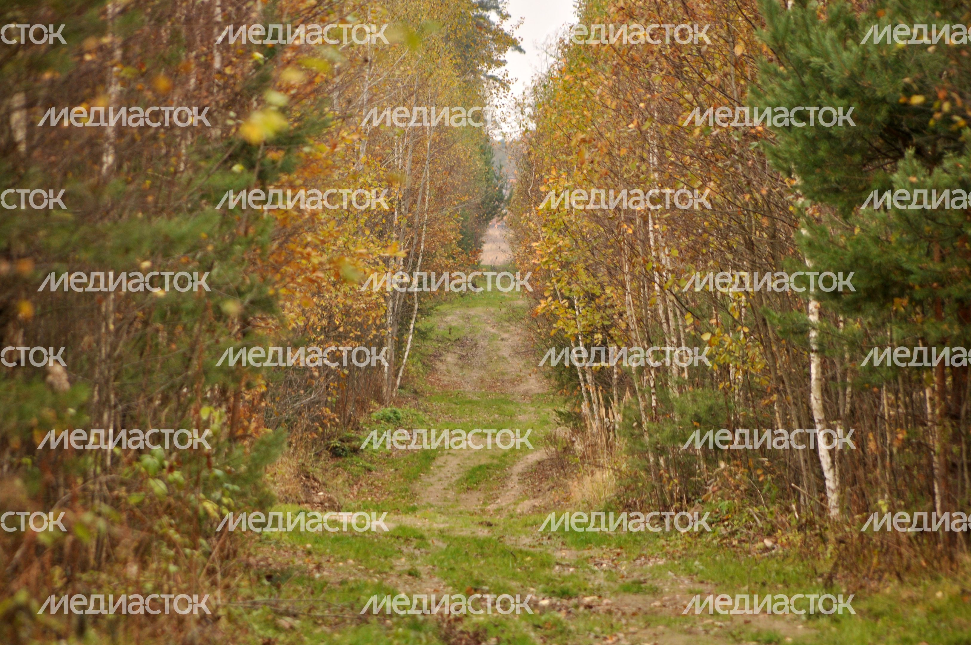 Осень в Подмосковье
