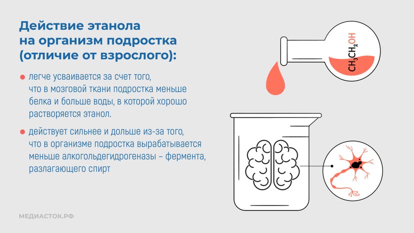 Алкоголь и развитие мозга горизонталь 07