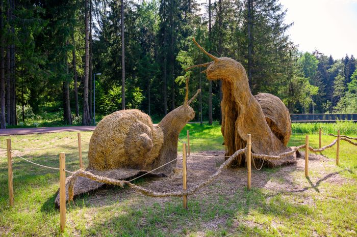 Гигантские соломенные улитки в лесопарке «Загорское море» в Сергиевом Посаде