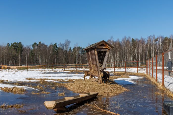 Кормушка для животных в национальном парке «Лосиный остров» Лосино-Петровского округа