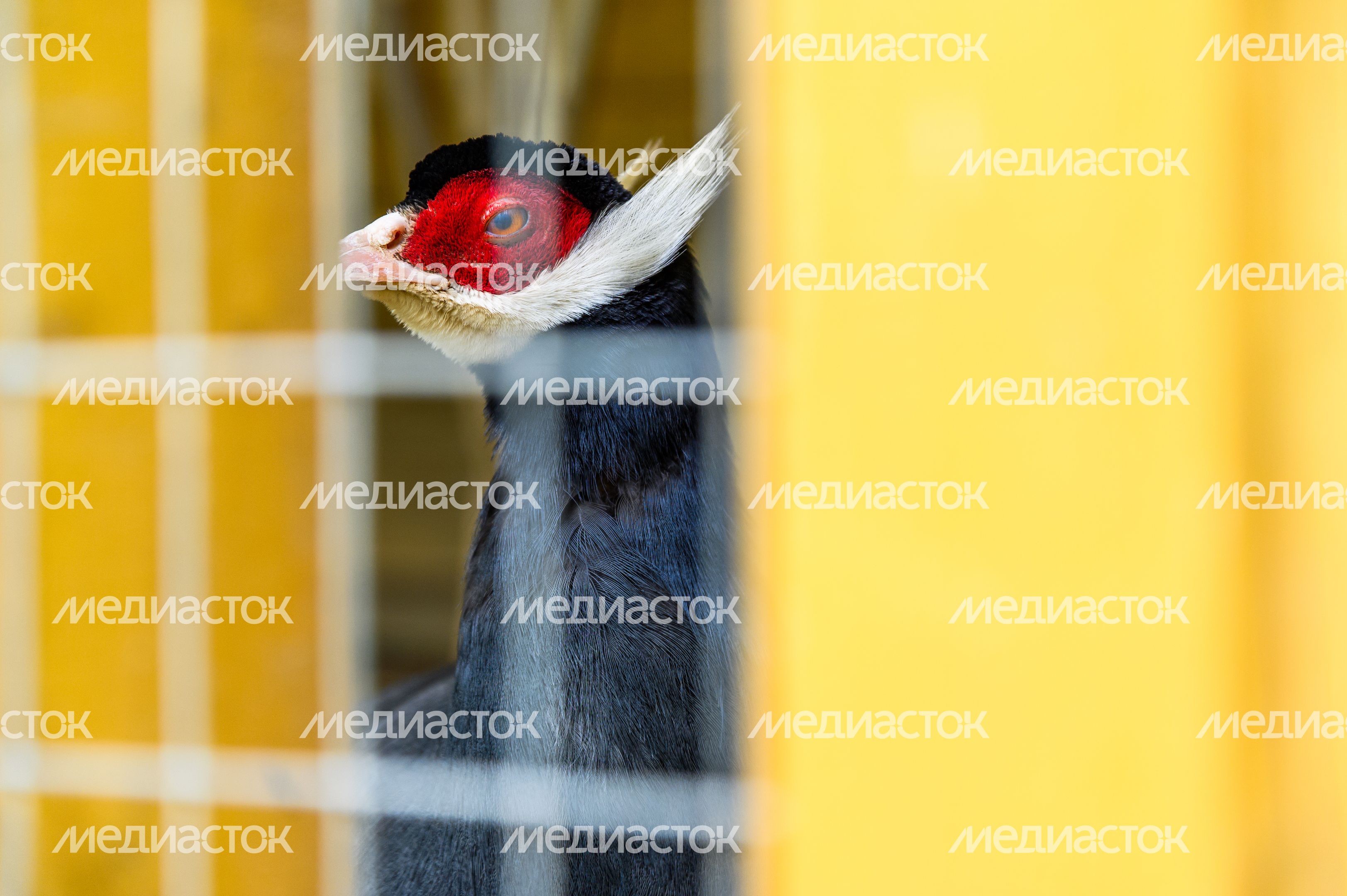 Зоопарк в парк-отеле «Орловский» в Ленинском округе Зоопарк в парк-отеле «Орловский» в Ленинском округе