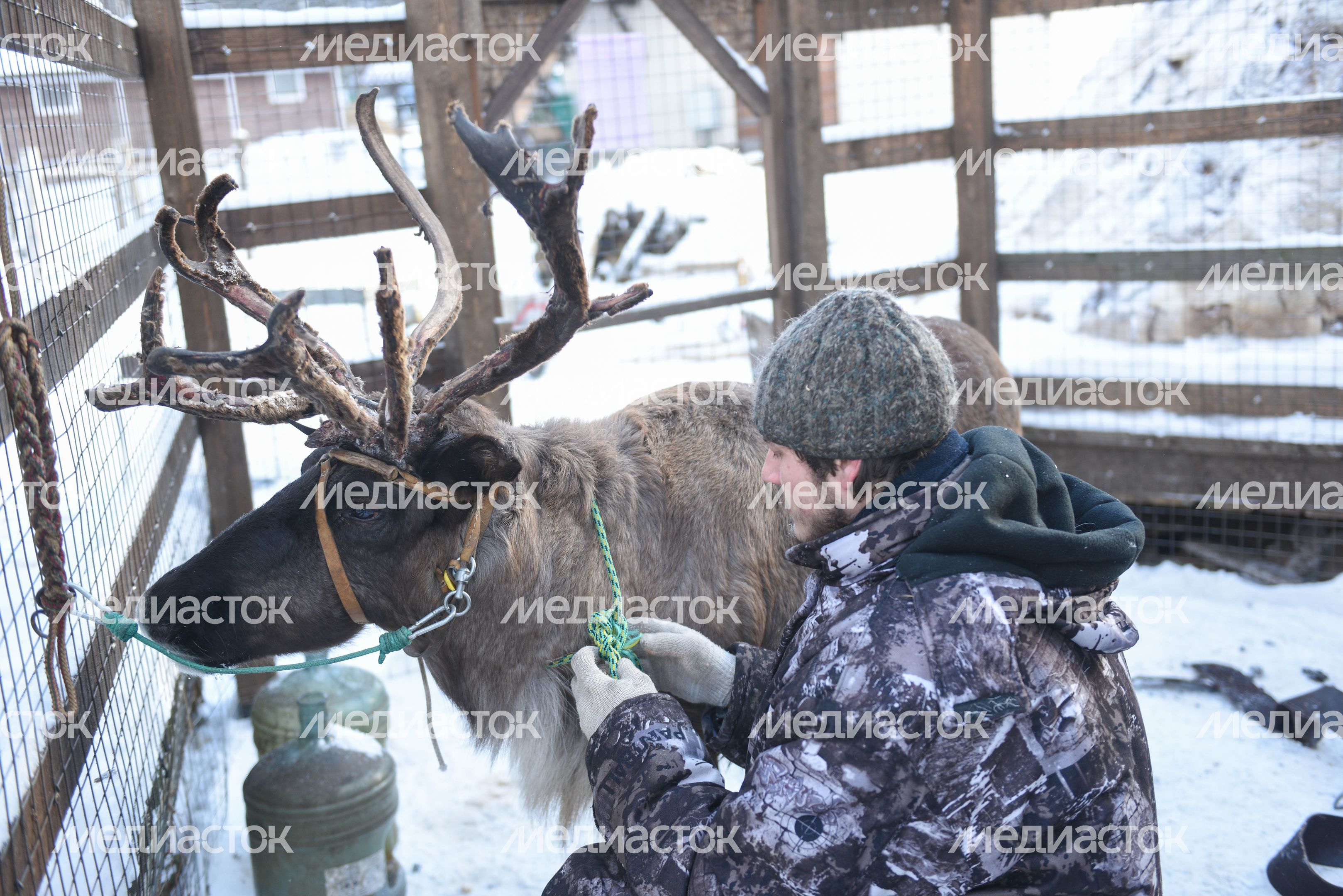 Оленья ферма в Дзержинском