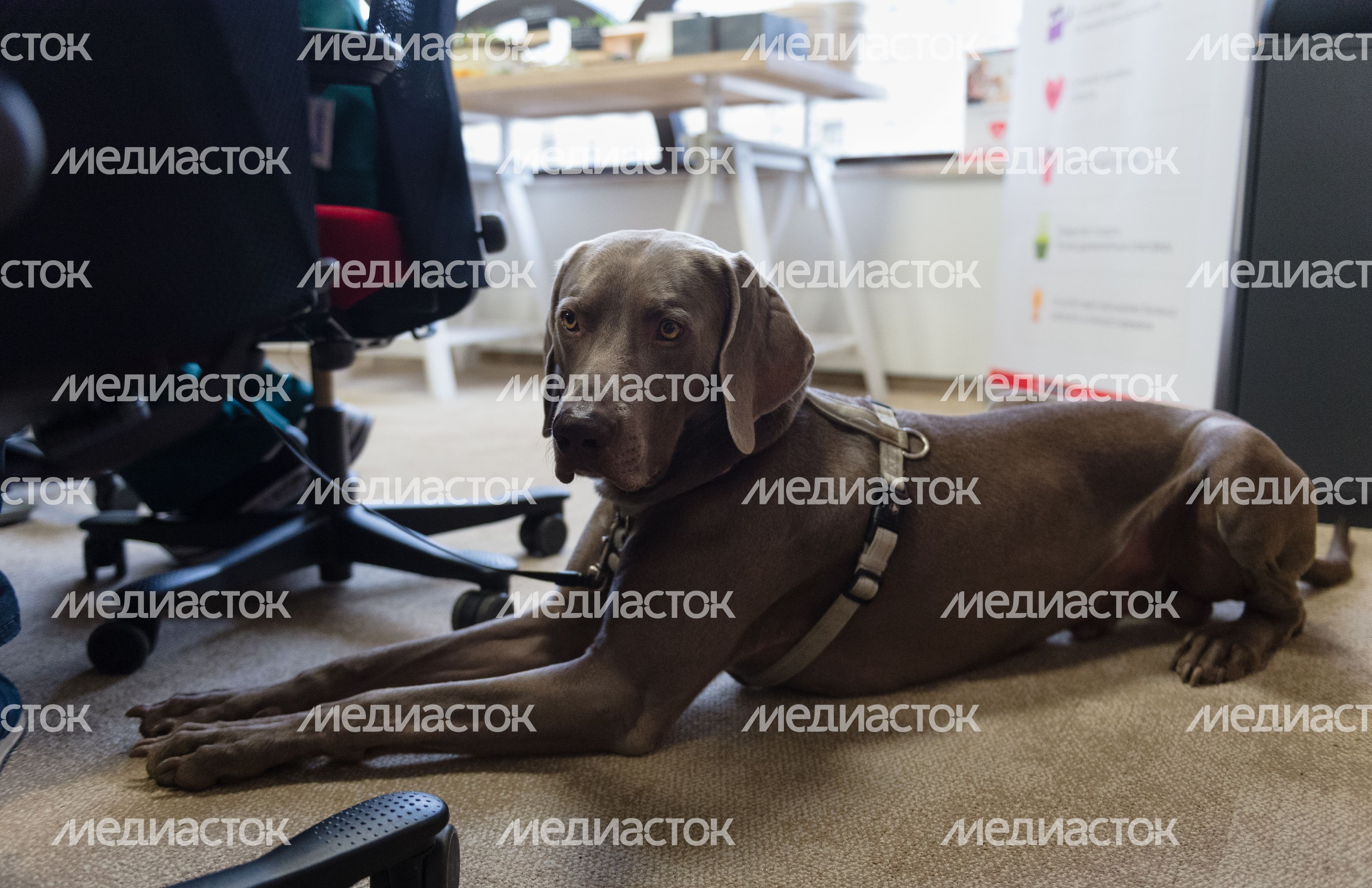 Pet‑friendly офис Purina