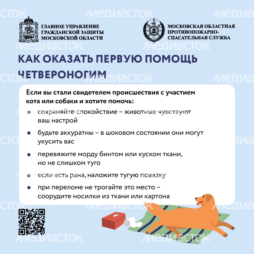 Помощь усатым - квадрат-07