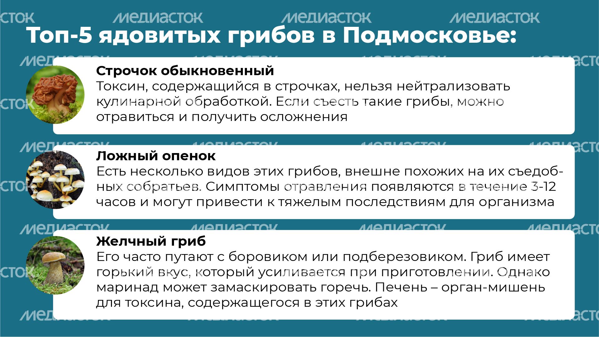 16 Горизонталь_грибы_05-100