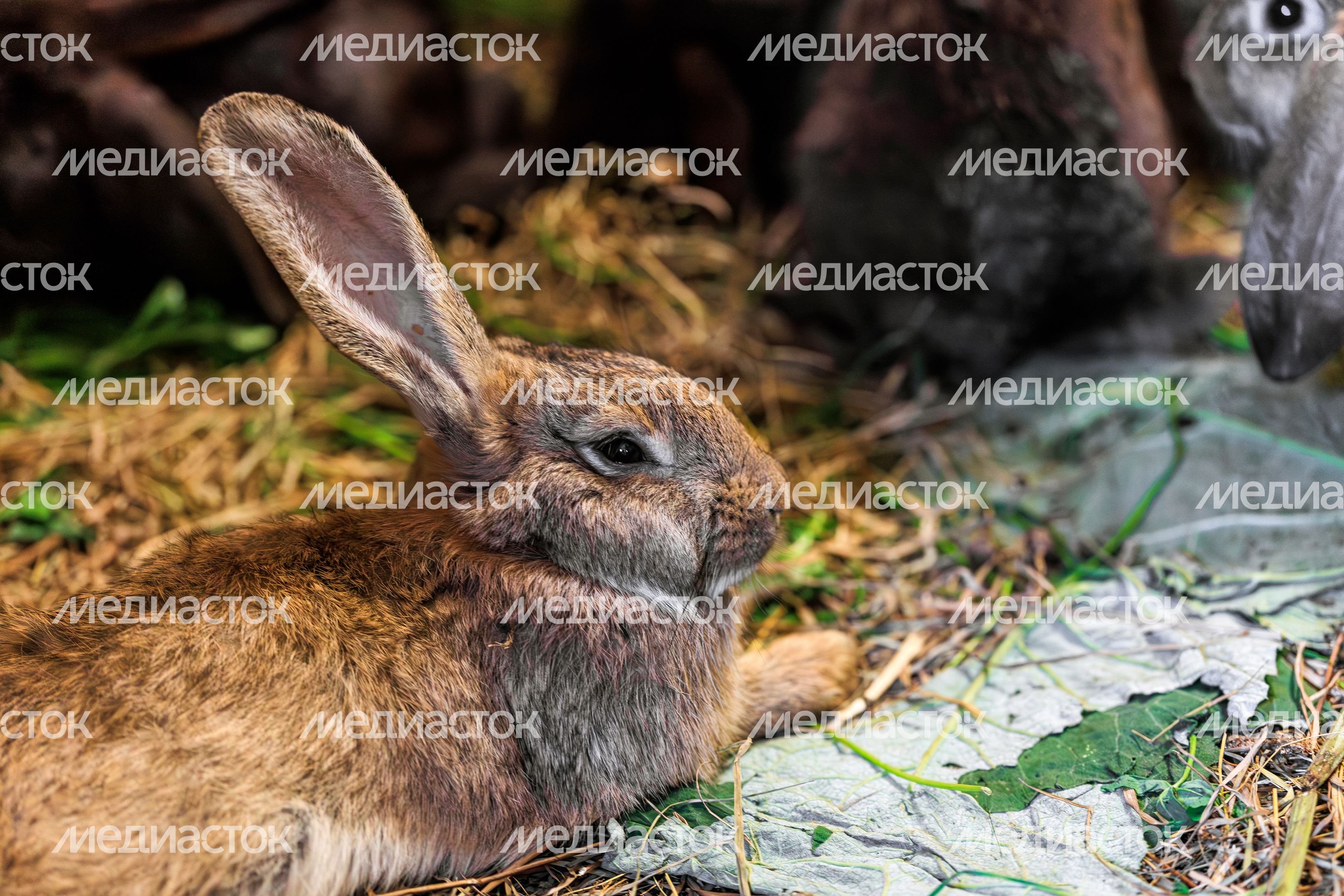 Экоферма "Шипчик" в г.о. Шаховская Экоферма "Шипчик" в г.о. Шаховская