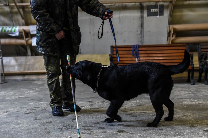Школа собак‑проводников в Подмосковье