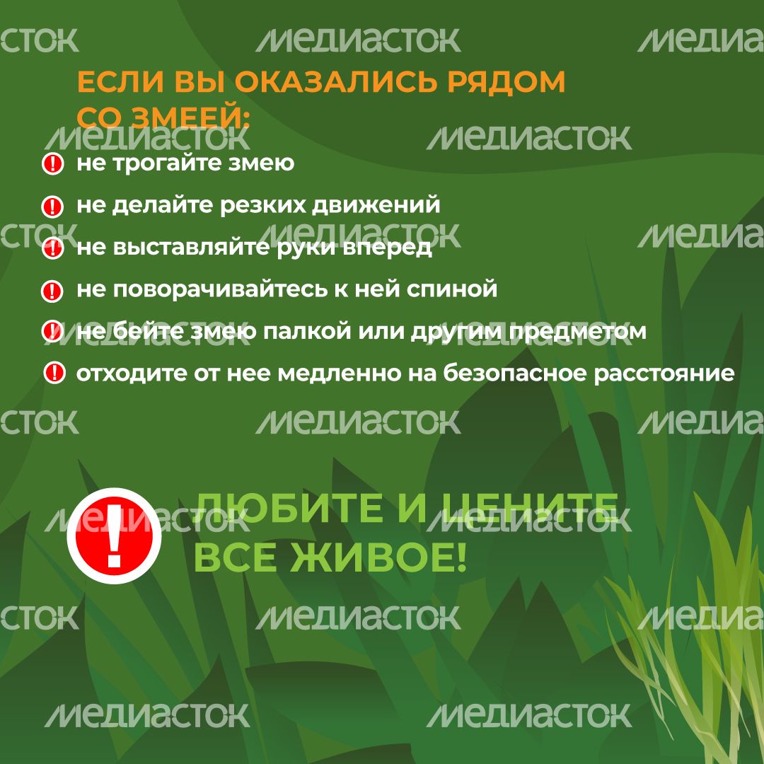 комлесхоз_змеи_кв_6