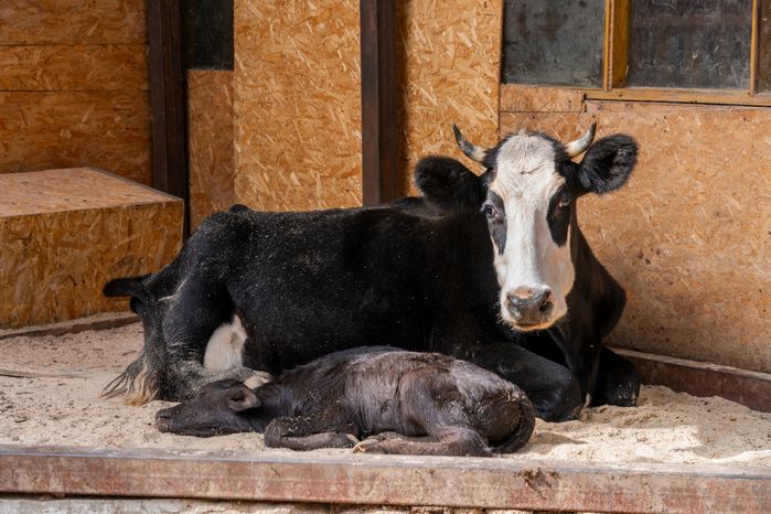 Оленья ферма ZooОleni в Рузском округе летом