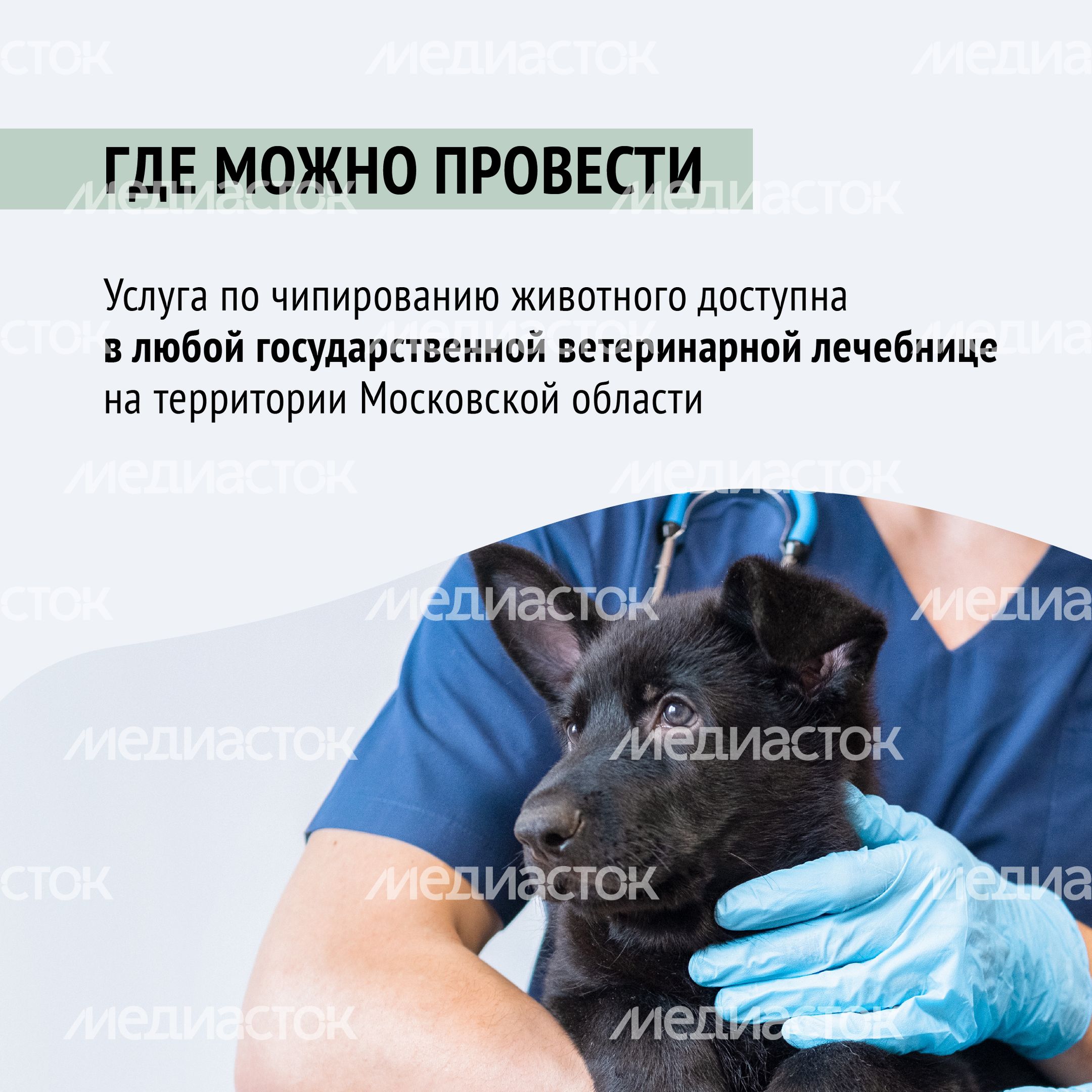 Чипирование-19.jpg