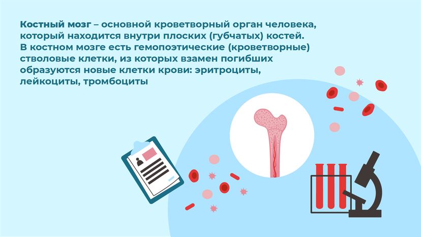 горизонталь-как-стать-донором-костного-мозга-03.png