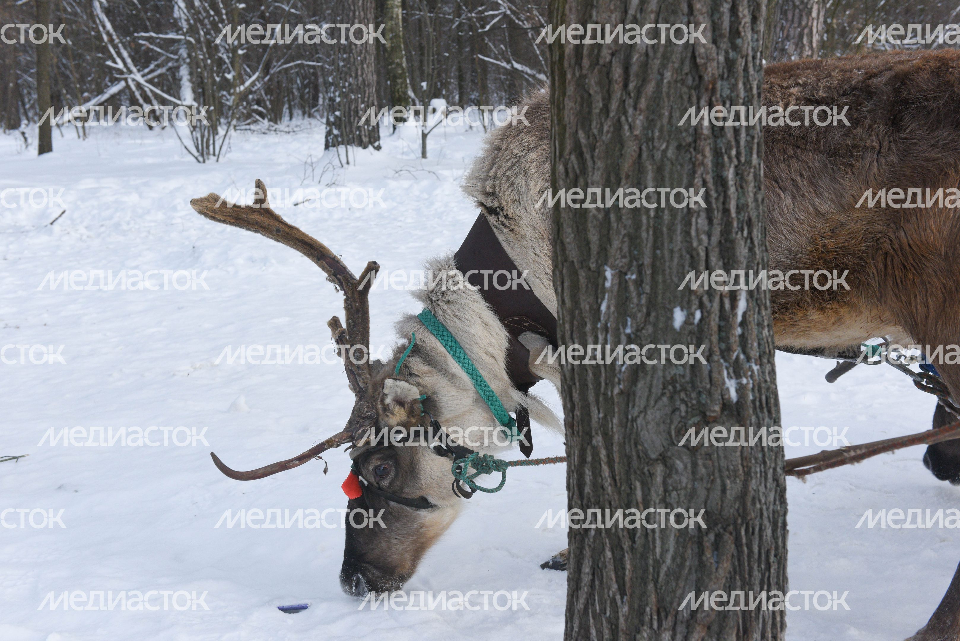 Оленья ферма в Дзержинском