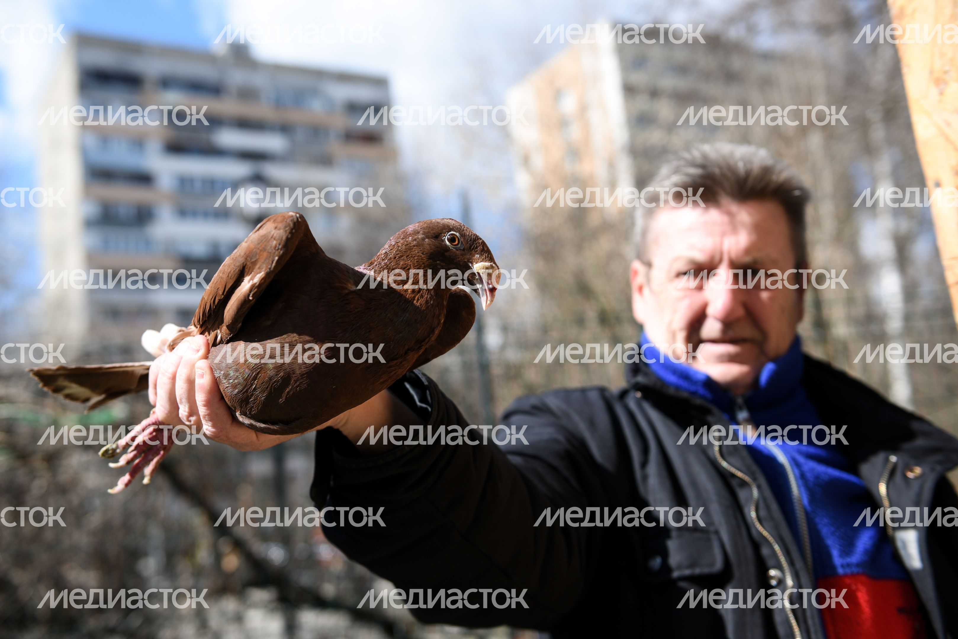 Голубятня в Москве Голубятня в Москве