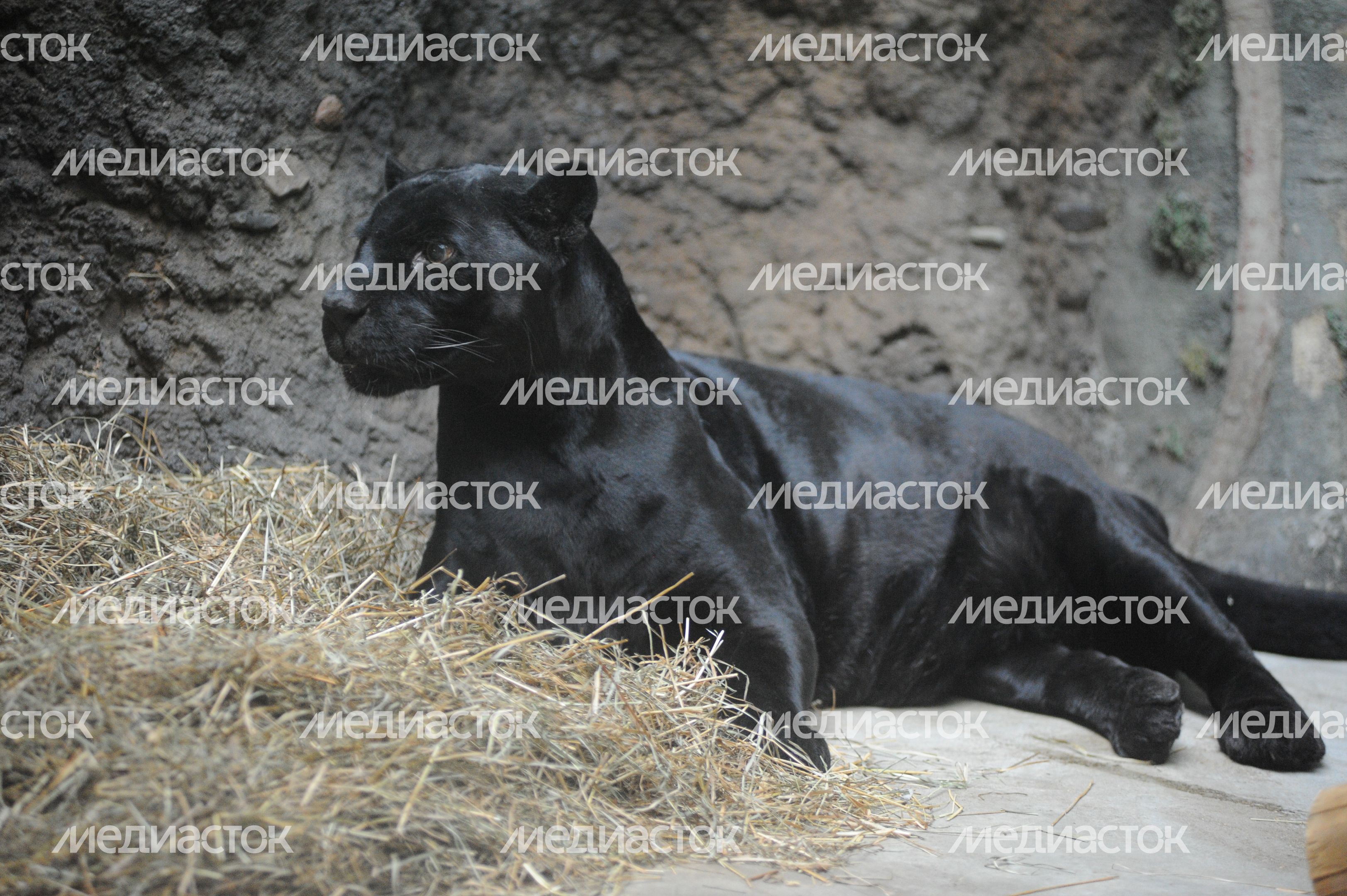 Показательное кормление ягуара в Московском зоопарке Показательное кормление ягуара в Московском зоопарке