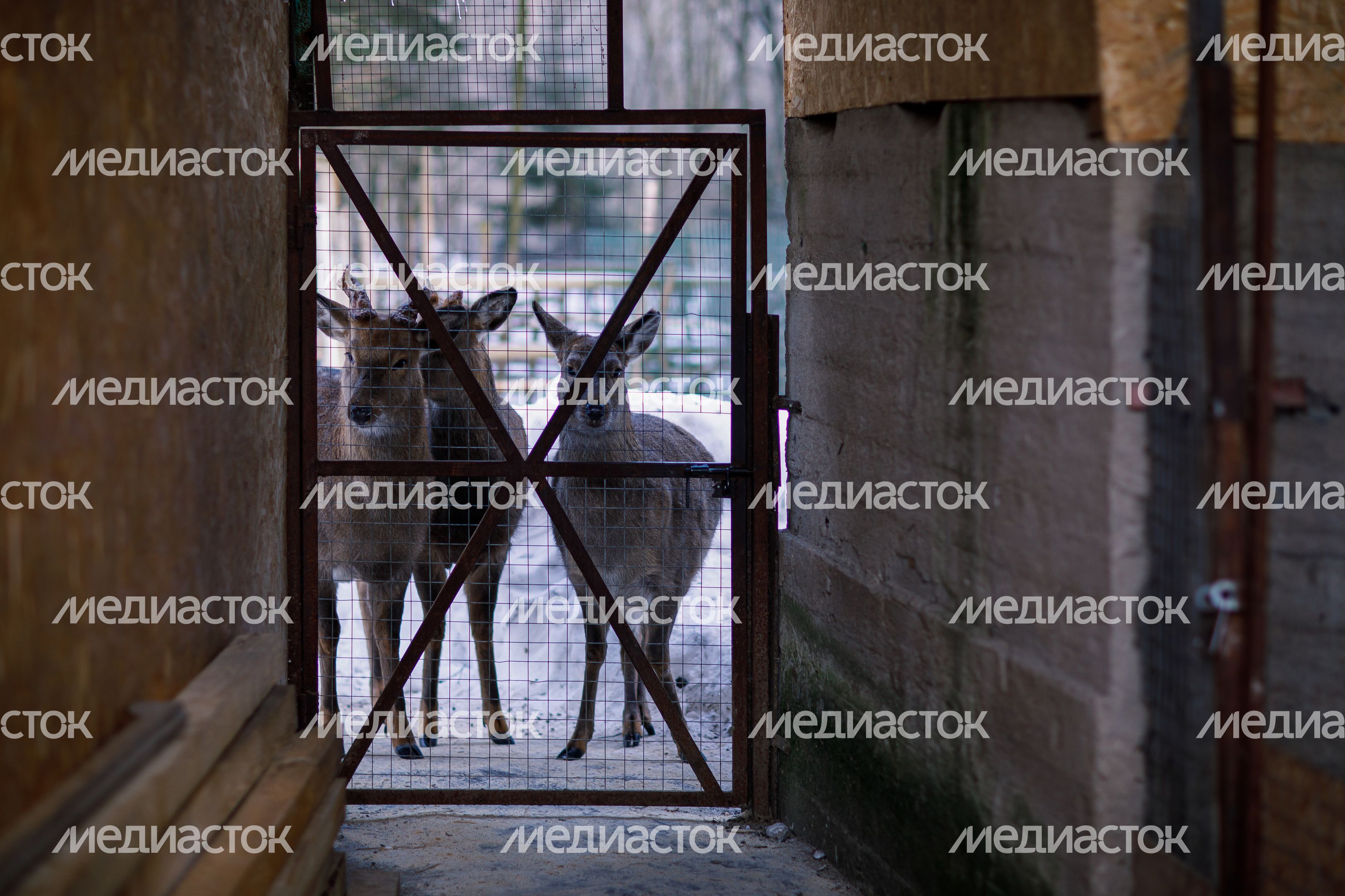 Оленья ферма ZooОleni в Рузском округе