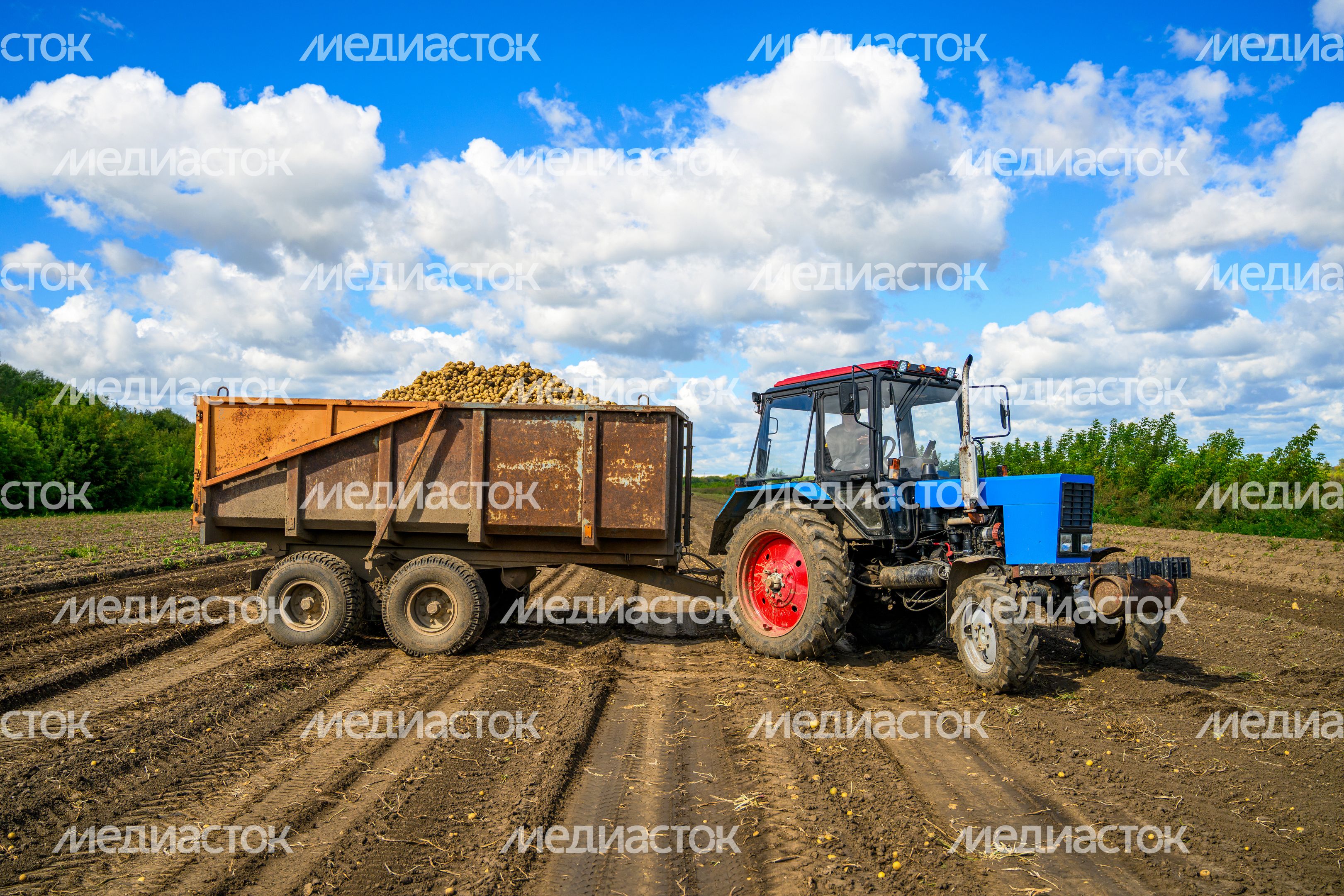 Уборка урожая картофеля в округе Коломна Уборка урожая картофеля в округе Коломна