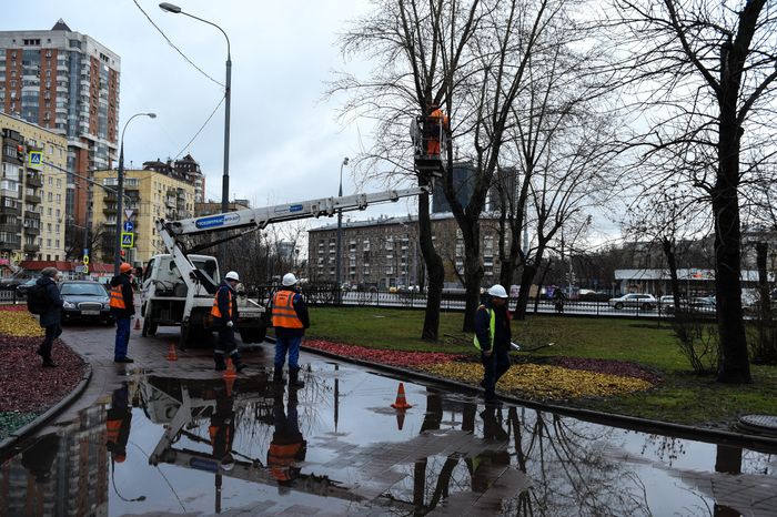 Обрезка тополей в Москве
