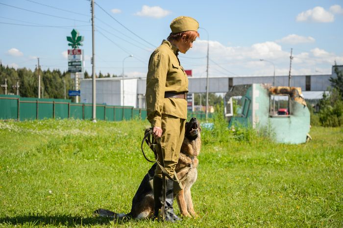 Мытищи. Шолохово. Военно-патриотический фестиваль Фронтовая собака