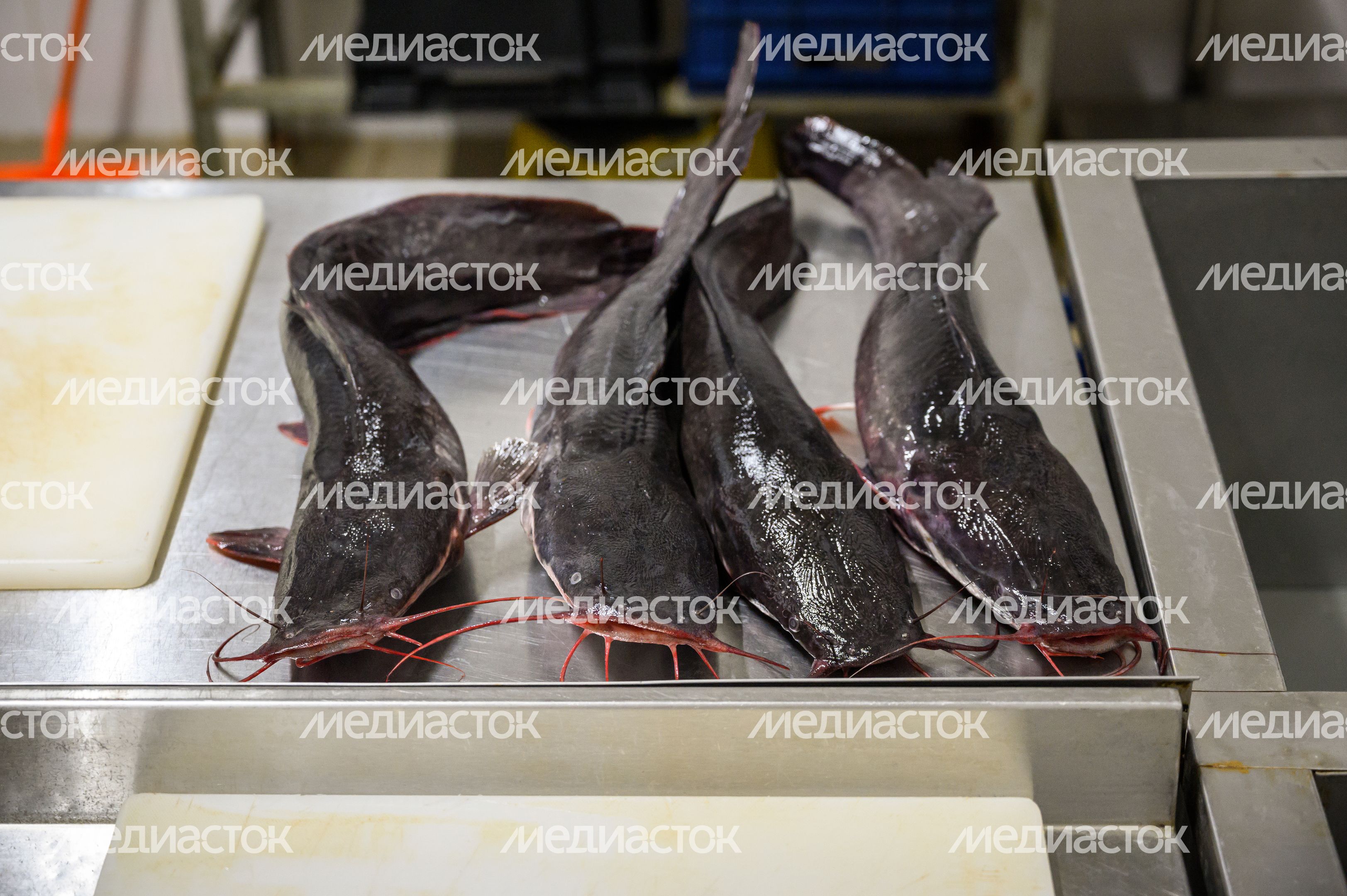 Свежую рыбу выращивают на акваферме «Астапово» в Луховицах Свежую рыбу выращивают на акваферме «Астапово» в Луховицах