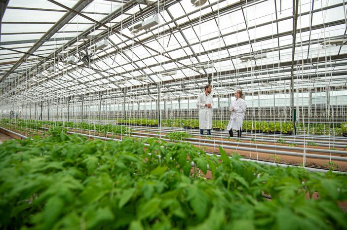 Теплицы крупного семеноводческого агропромышленного комплекса ООО «Агрофирма Партнер»