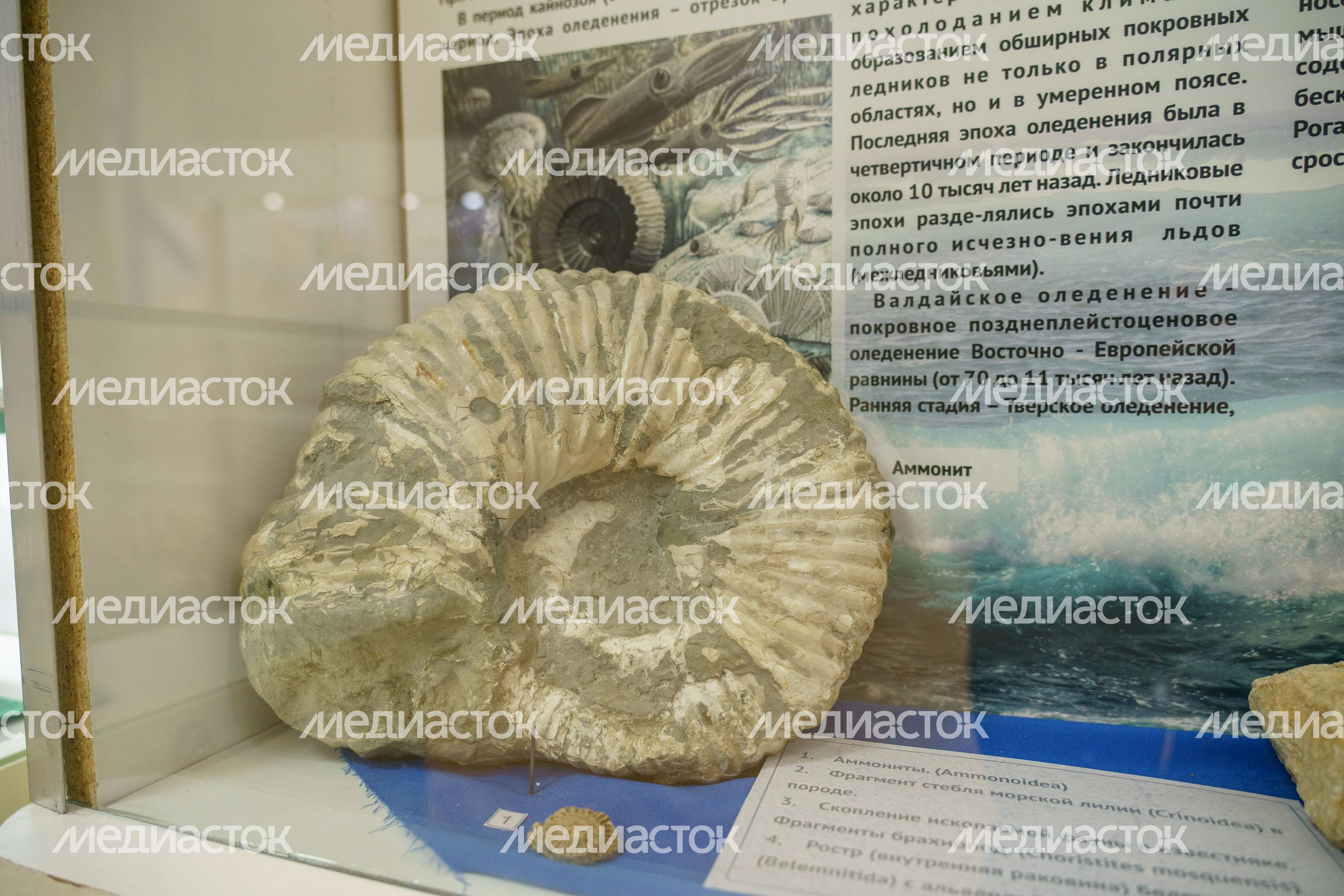 Музей Дубны. Отделение археологии и краеведения