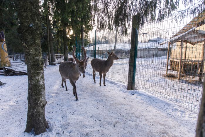 Оленья ферма ZooОleni в Рузском округе