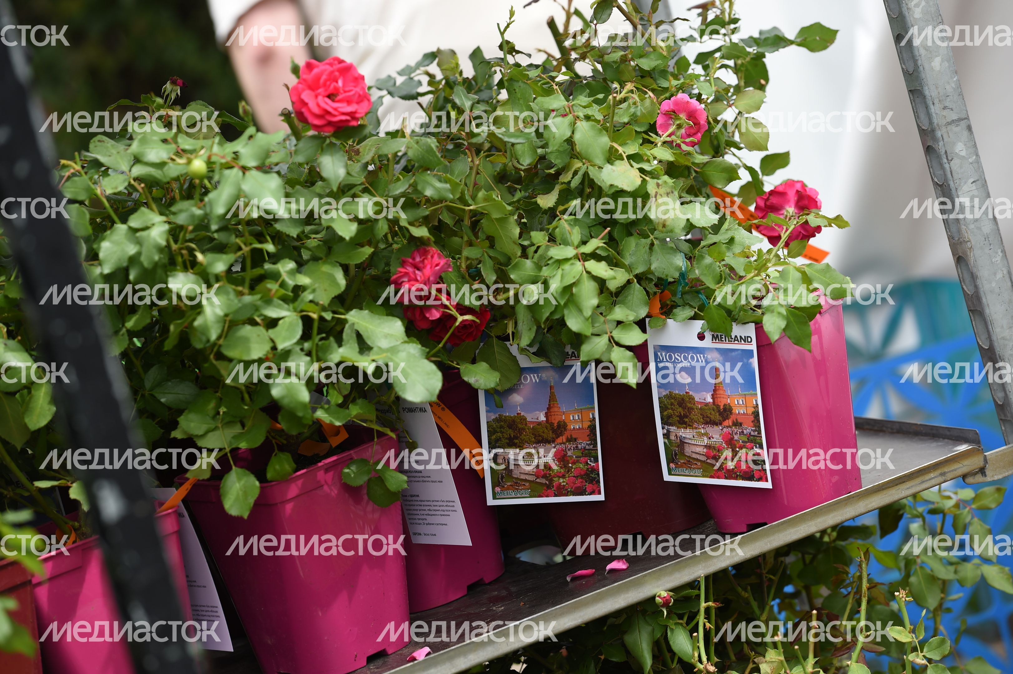 Открытие фестиваля садов и цветов Moscow Flower Show в парке «Музеон» в Москве Открытие фестиваля садов и цветов Moscow Flower Show в парке «Музеон» в Москве