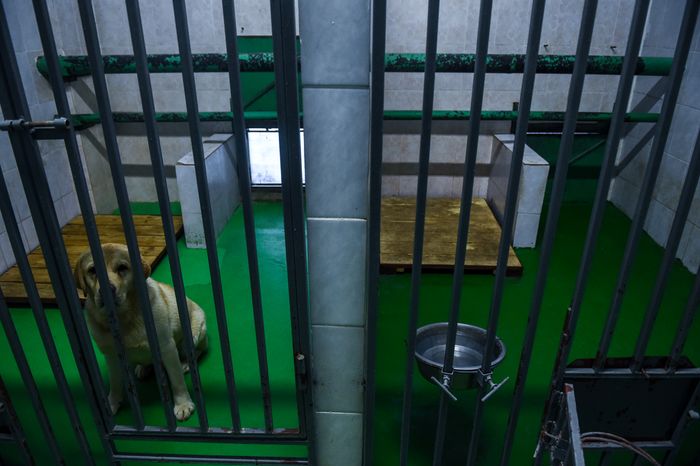 Школа собак‑проводников в Подмосковье