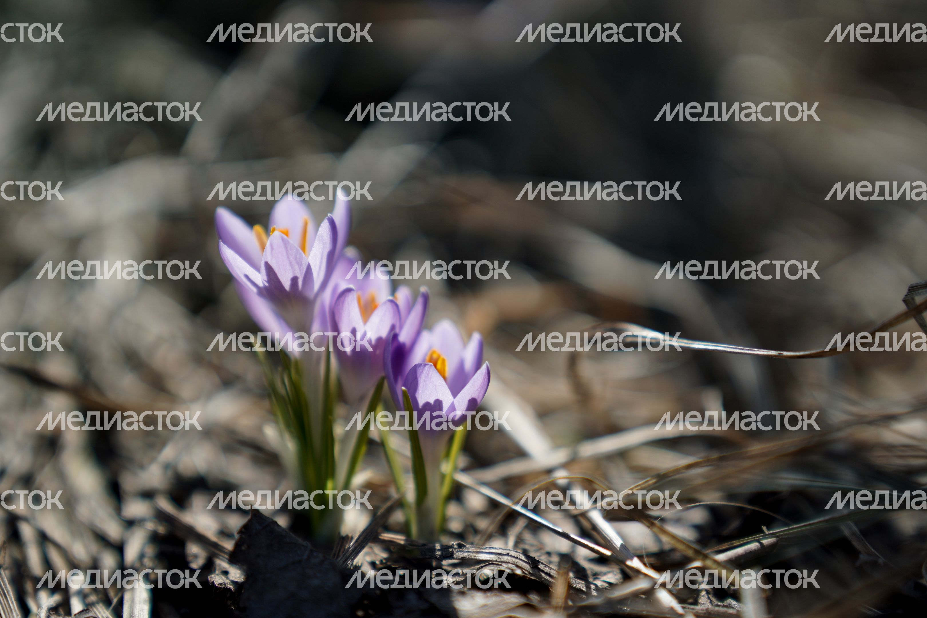 Повседневная жизнь в Москве Повседневная жизнь в Москве