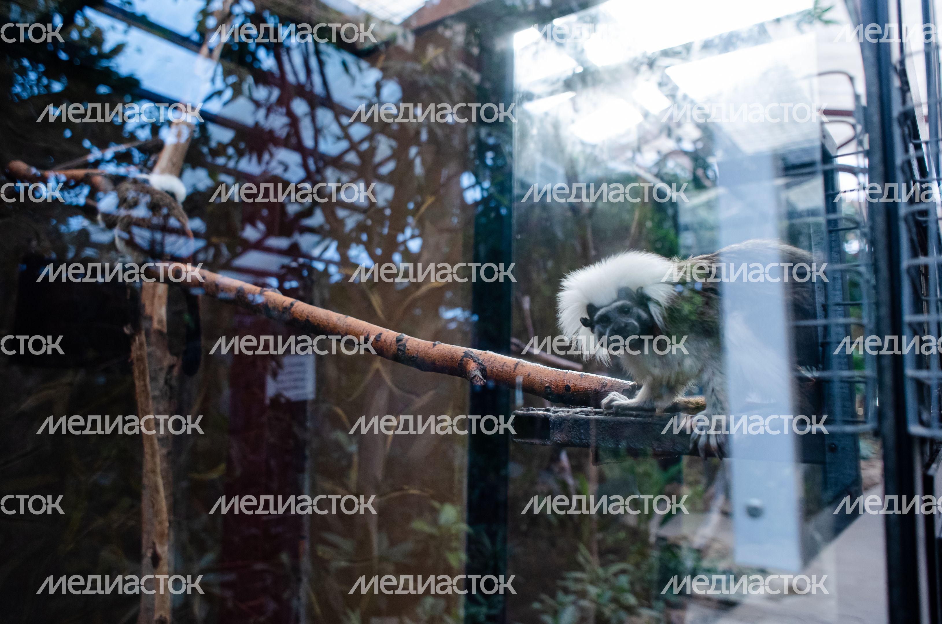 Зимний Парк Птиц «Воробьи»