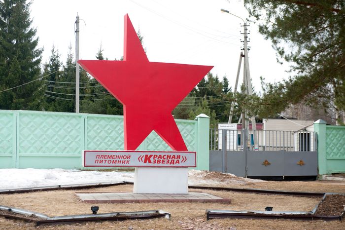 Племенной питомник «Красная Звезда» в Дмитровском районе